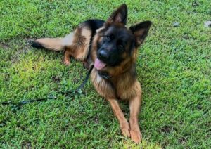German Shepherd lying on grass near a spot dogs may dig