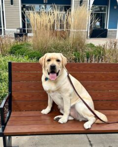 How long does dog training take, Labrador sitting on a bench