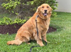 Golden Retriever sitting near a tree where dogs may dig