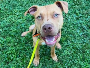Happy leashed dog sitting on grass during dog training
