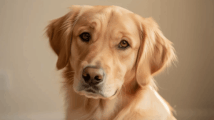 Golden retriever tilts its head with a curious expression